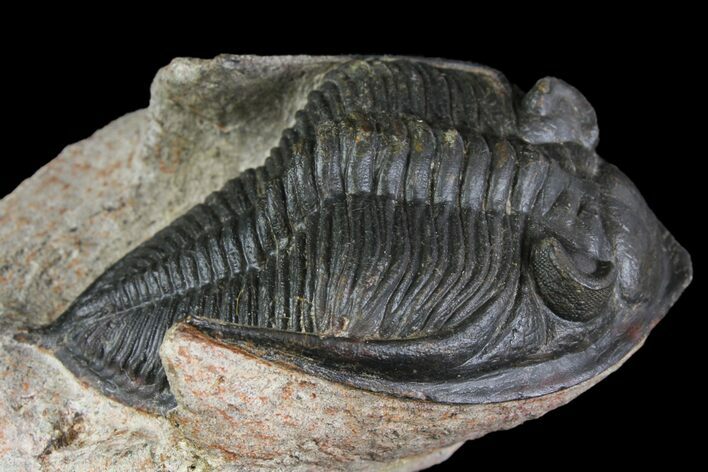 Zlichovaspis Trilobite - Atchana, Morocco #138064